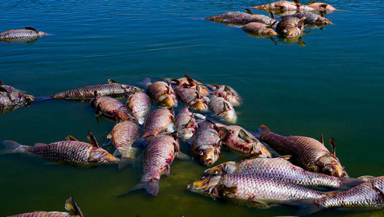 В Кинерете из-за незаконного сброса пестицидов гибнет рыба 