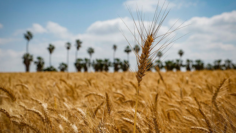 Израильские ученые используют спутниковые снимки для предсказания урожайности зерновых