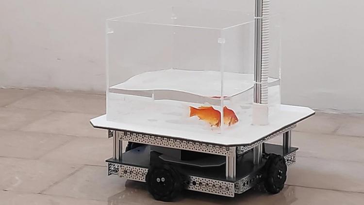 Израильские учёные научили золотых рыбок управлять аквариумом на колесах