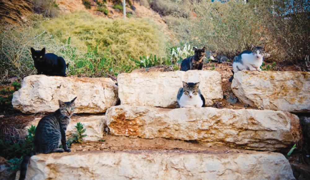 Количество уличных кошек в Израиле перевалило за миллион 