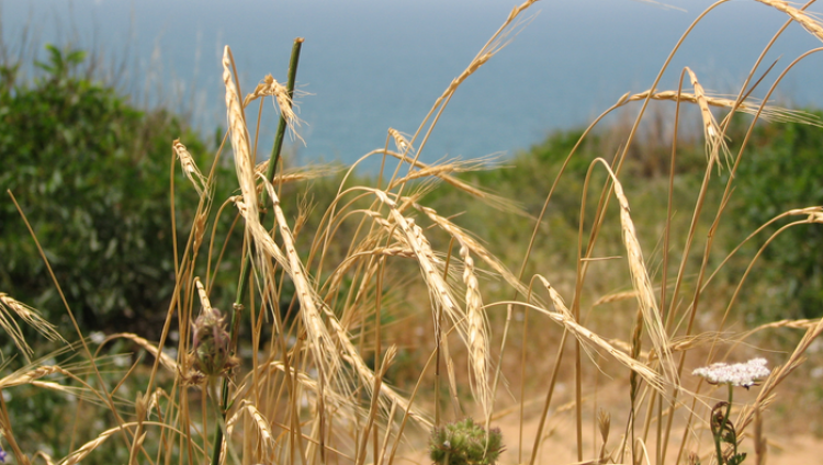 В Израиле обнаружили дикую пшеницу со сверхвысокой защитой от патогенов