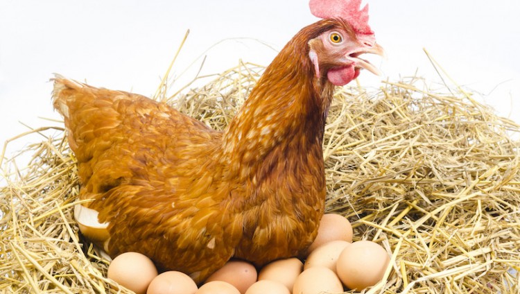 Израильские ученые решили давнюю проблему птицеводства: научились выбирать пол цыплят