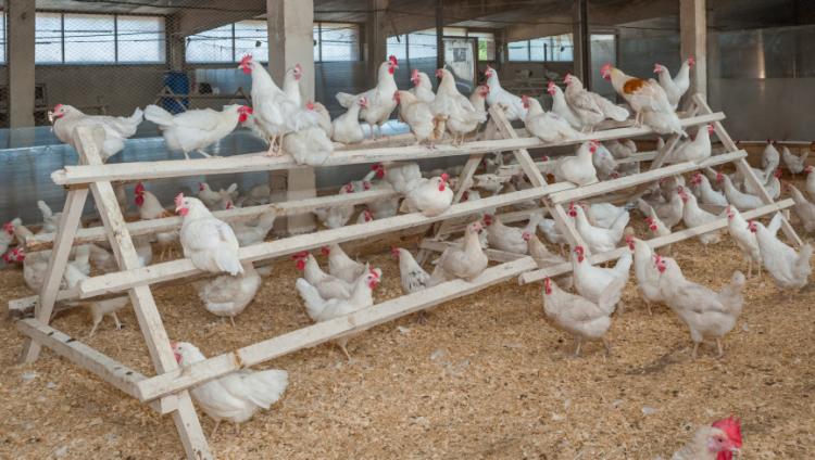 Из-за птичьего гриппа Израиль будет закупать куриные яйца за рубежом