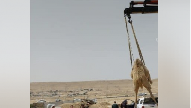 Полиция Израиля арестовала семерых бедуинов за организацию «верблюжьих бегов»