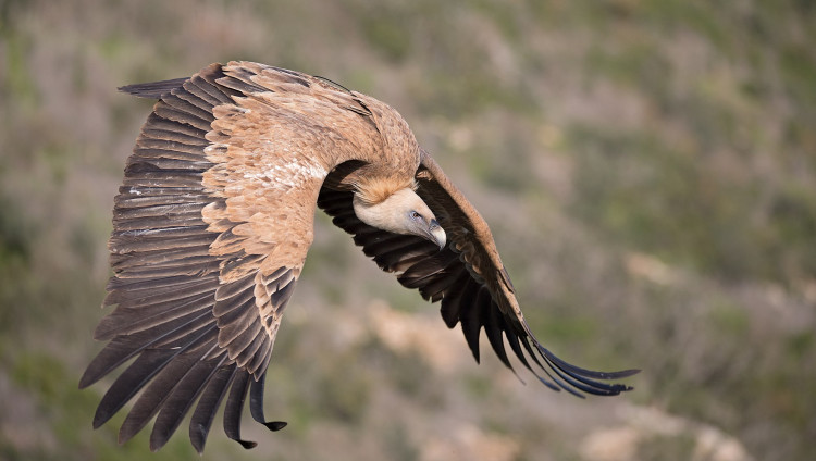 Библейская хищная птица под угрозой вымирания на территории Израиля