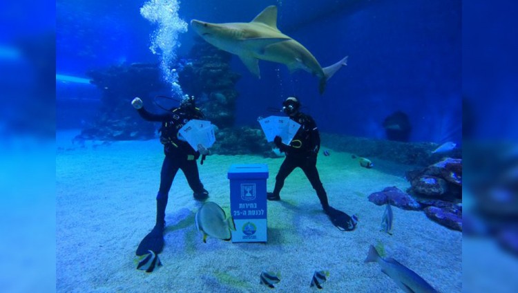 Урна на дне бассейна с акулами: в Эйлате прошло самое необычное голосование