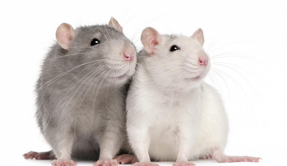 Израильские ученые обнаружили «тайное приветствие» крыс