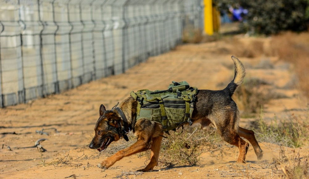 Четыре собаки из кинологического подразделения ЦАХАЛа пали в Газе в бою с террористами