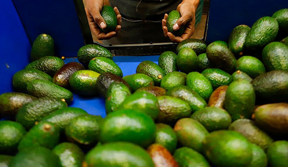 Израильская технология позволит увеличить площадь плантаций авокадо в мире