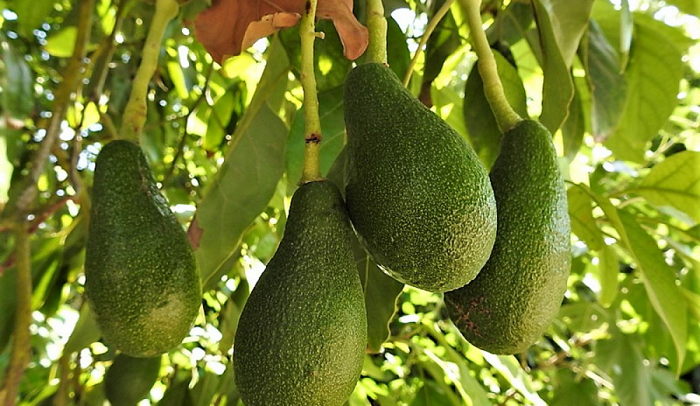 Несмотря на войну, в Израиле ожидается рекордный урожай авокадо