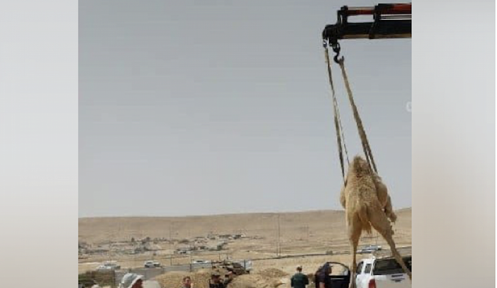 Полиция Израиля арестовала семерых бедуинов за организацию «верблюжьих бегов»