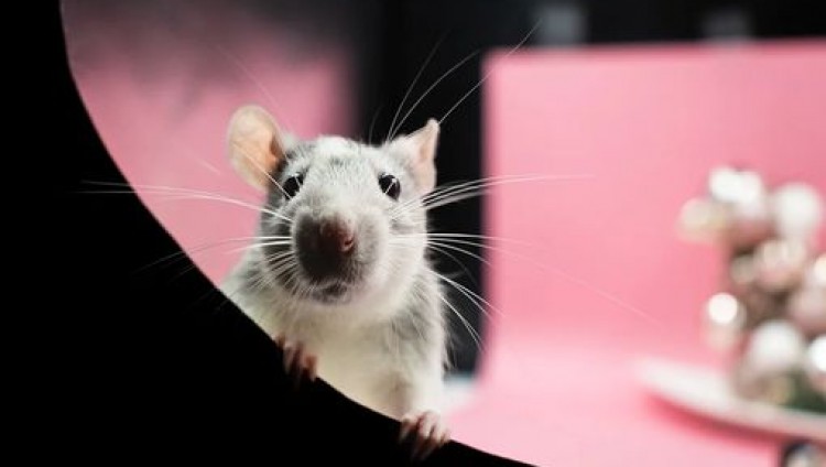 Точность 93%: Израильский стартап научил крыс выявлять рак легких 