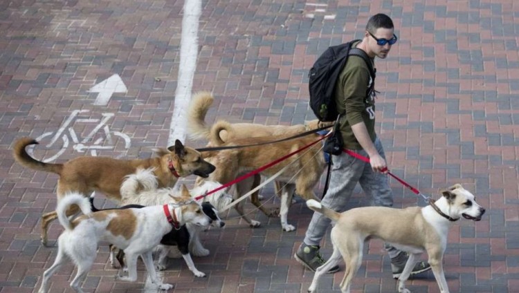 В Кнессет внесен законопроект о драконовских налогах на собак