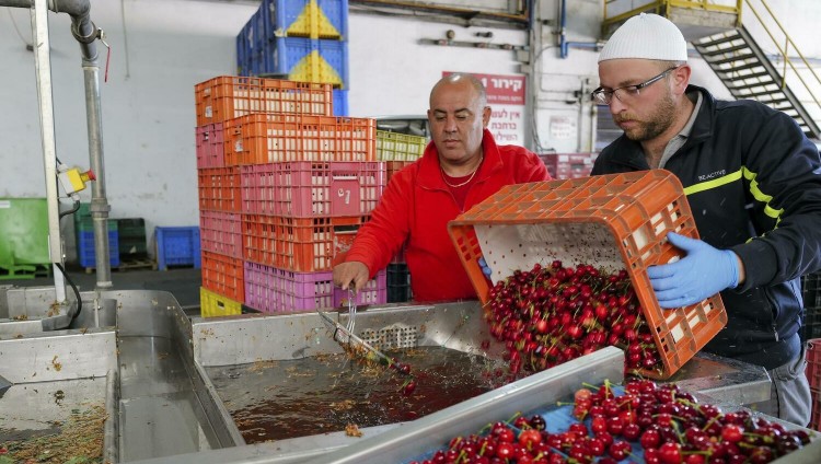 В этом сезоне израильские фермеры обещают рекордный урожай фруктов