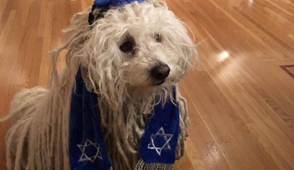 Антисемиты затравили Цукерберга в Facebook за фото собаки в еврейском одеянии
