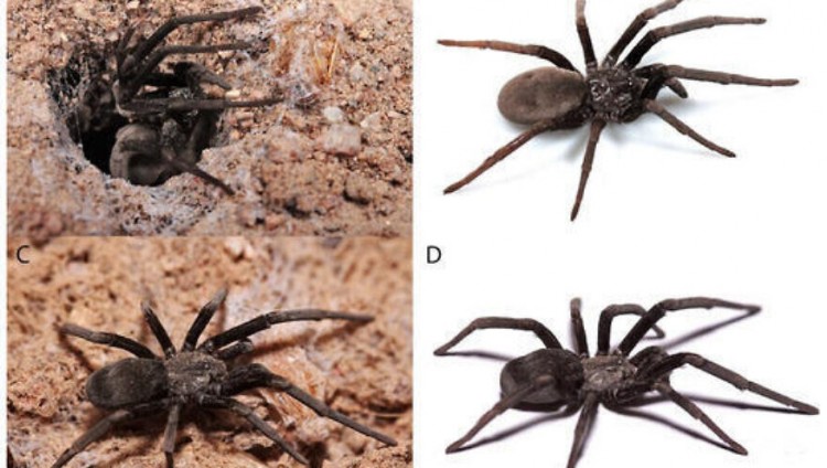 Новый вид пауков открыт израильскими учеными