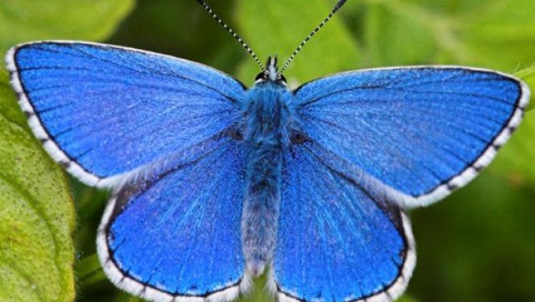 Бело-голубая бабочка признана национальным символом Израиля