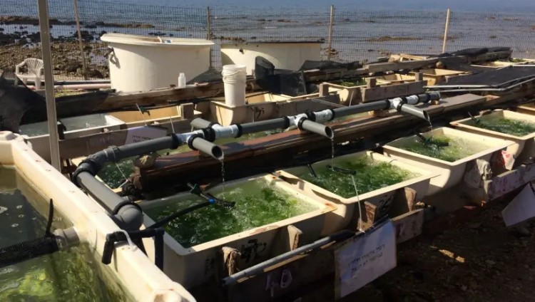 Новая израильская технология аквакультуры может облегчить глобальный продовольственный кризис