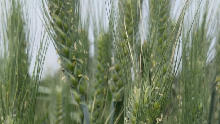 Израильские ученые раскрывают механизмы самозащиты пшеницы от вредителей