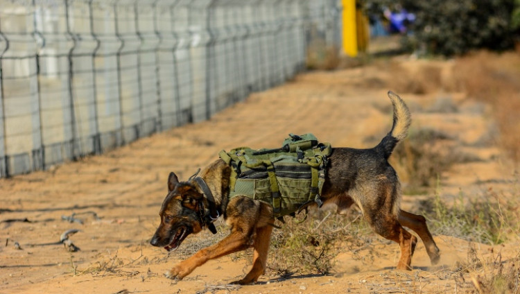 Четыре собаки из кинологического подразделения ЦАХАЛа пали в Газе в бою с террористами