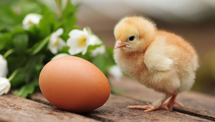 Менять пол цыпленку еще в яйце научились в Израиле
