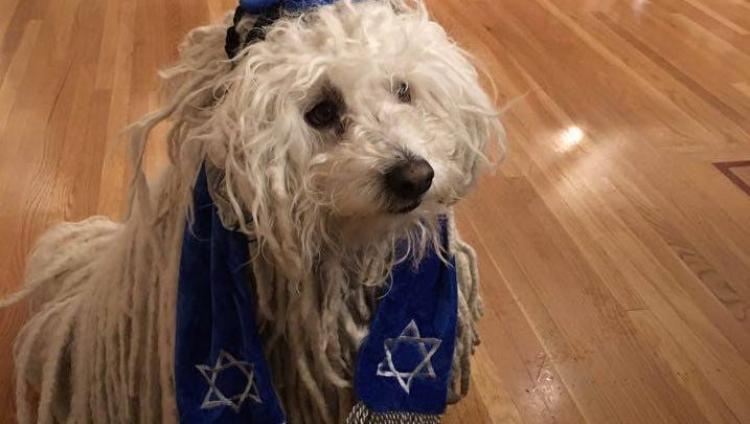 Антисемиты затравили Цукерберга в Facebook за фото собаки в еврейском одеянии