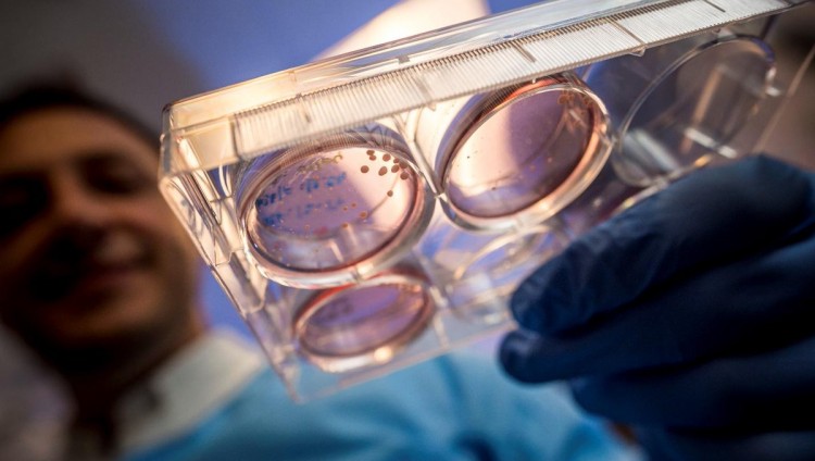Израильские ученые первыми в мире вырастили синтетические эмбрионы