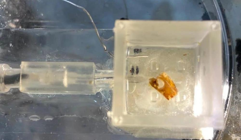Израильские учёные научили робота «слышать» с помощью уха саранчи