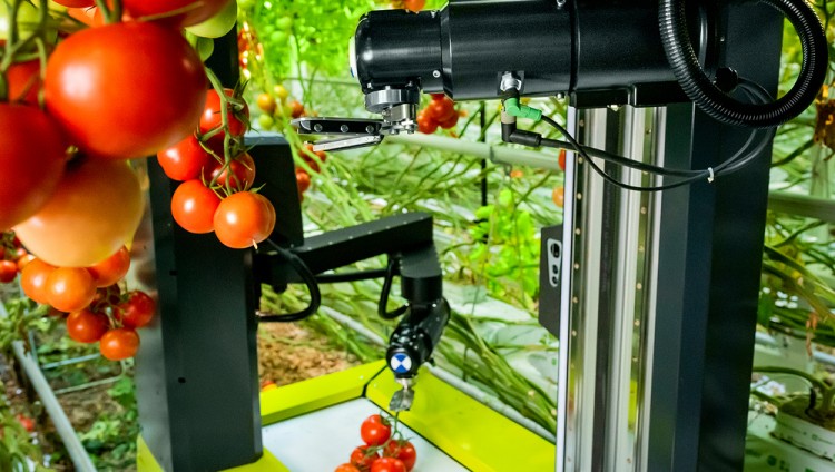 Израильский стартап разработал первого робота с ИИ для сбора помидоров