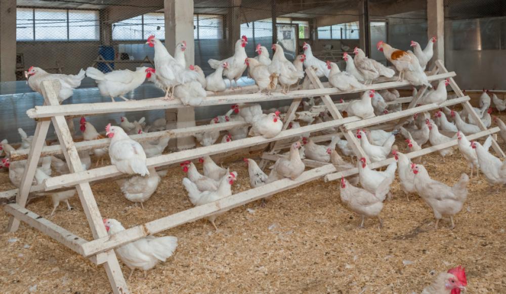 Из-за птичьего гриппа Израиль будет закупать куриные яйца за рубежом