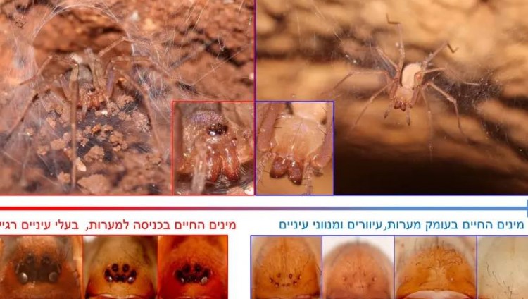 В Израиле обнаружено семь новых видов пауков