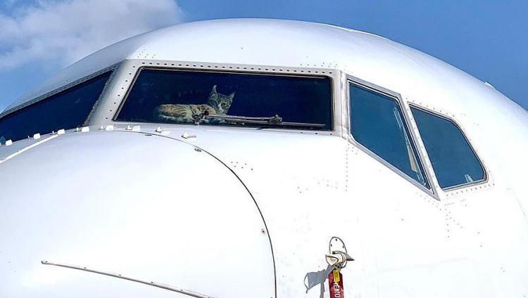 Израиль: закрытый в кабине самолета кот провел в ней две недели