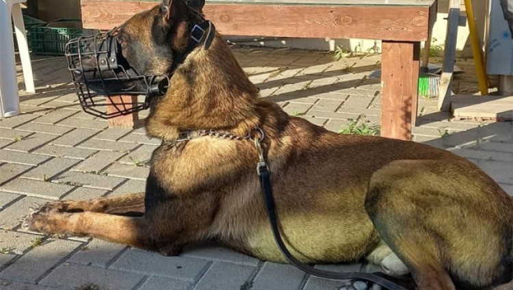 Служебный пес Джанго стал жертвой антитеррористической операции в Шхеме