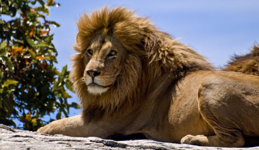 Библейский зоопарк в Иерусалиме меняет режим кормления: дети увидели, как лев пожирает кролика