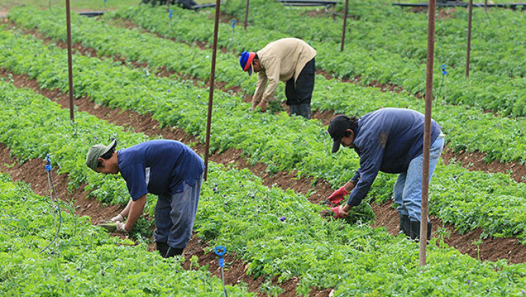 В Израиле количество сельскохозяйственных рабочих из Таиланда увеличится на 10 000