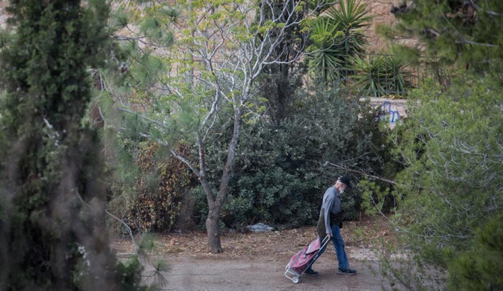В Израиле посадят 450 тысяч деревьев, чтобы противостоять глобальному потеплению