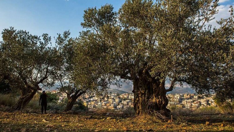 Древнейшее в мире свидетельство окультуривания плодовых деревьев обнаружено в Израиле