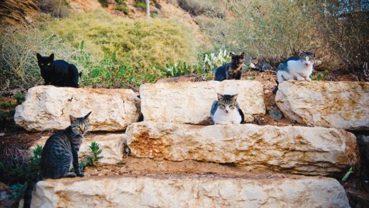 Количество уличных кошек в Израиле перевалило за миллион 