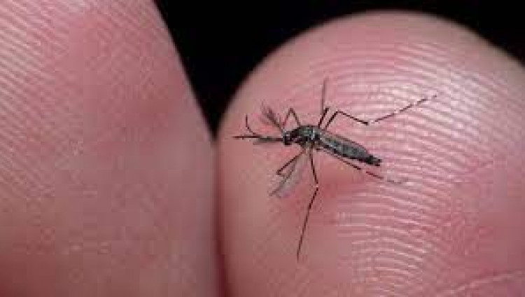 Ученые Еврейского университета в Иерусалиме изобрели новое средство для борьбы с комарами