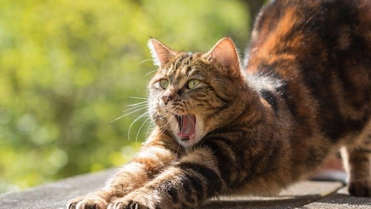 Израильские ученые: Владельцы кошек рискуют заразиться паразитом, разрушающим мозг