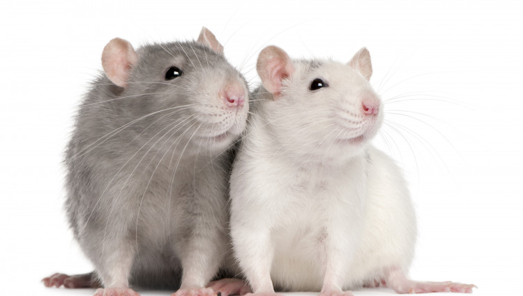 Израильские ученые обнаружили «тайное приветствие» крыс