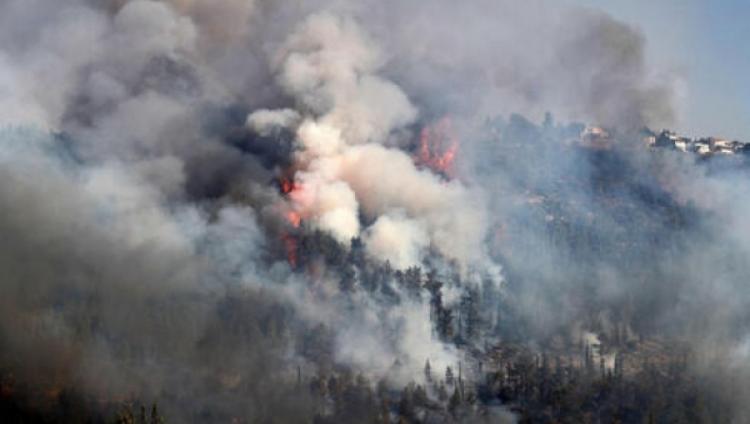 Израиль запросил у Греции и Кипра помощь в тушении лесных пожаров