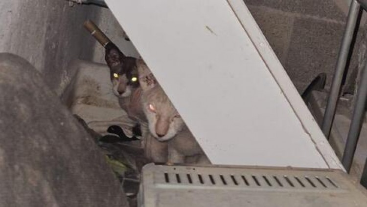 18 брошенных кошек породы сфинкс обнаружены в Тель-Авиве