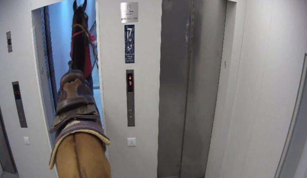 Двоих жителей Тель-Авива задержали за лошадь в лифте небоскреба