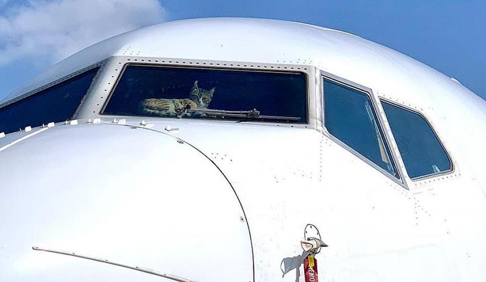 Израиль: закрытый в кабине самолета кот провел в ней две недели