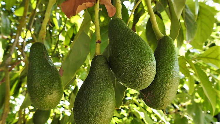 Несмотря на войну, в Израиле ожидается рекордный урожай авокадо