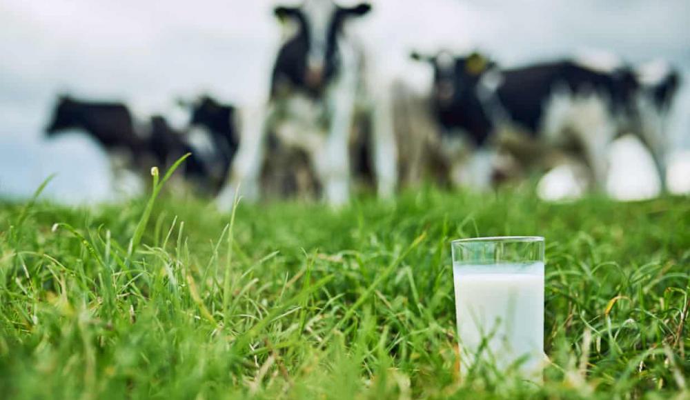 Израильская компания выпустит на рынок растительное молоко, идентичное коровьему