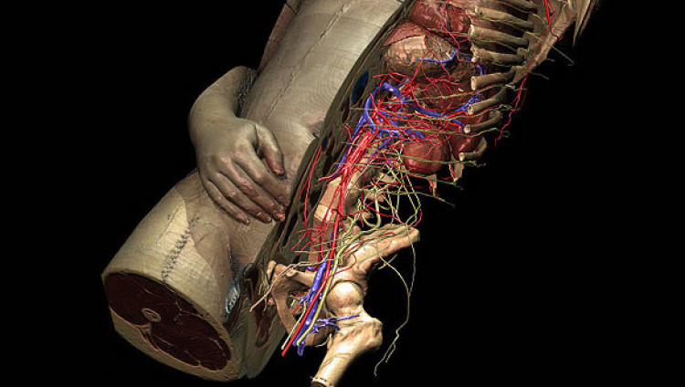 Израильский стартап создает цифровую модель человеческого тела для разработки методов лечения