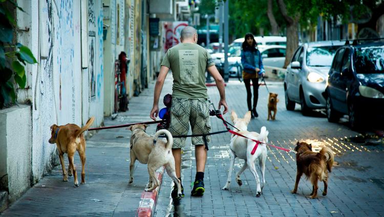 Собачников Тель-Авива, не убирающих за питомцами, будут выявлять по ДНК и штрафовать