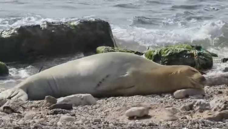 На пляж в Израиле выбралась «отдохнуть» самка редкого «тюленя-монаха»
